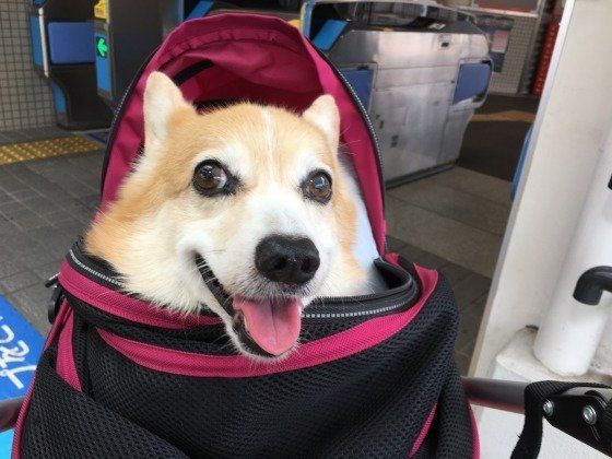 見つめるウェルシュ・コーギー・ペンブローク