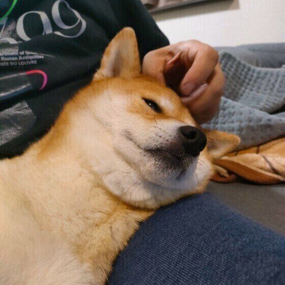 撫でてもらって気持ちよさそうな柴犬