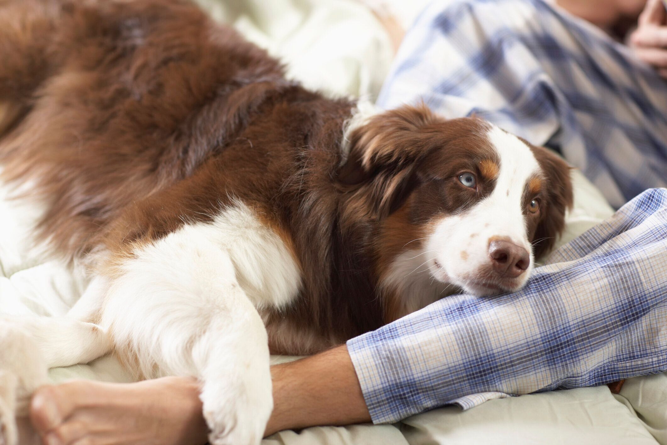 飼い主に甘える犬