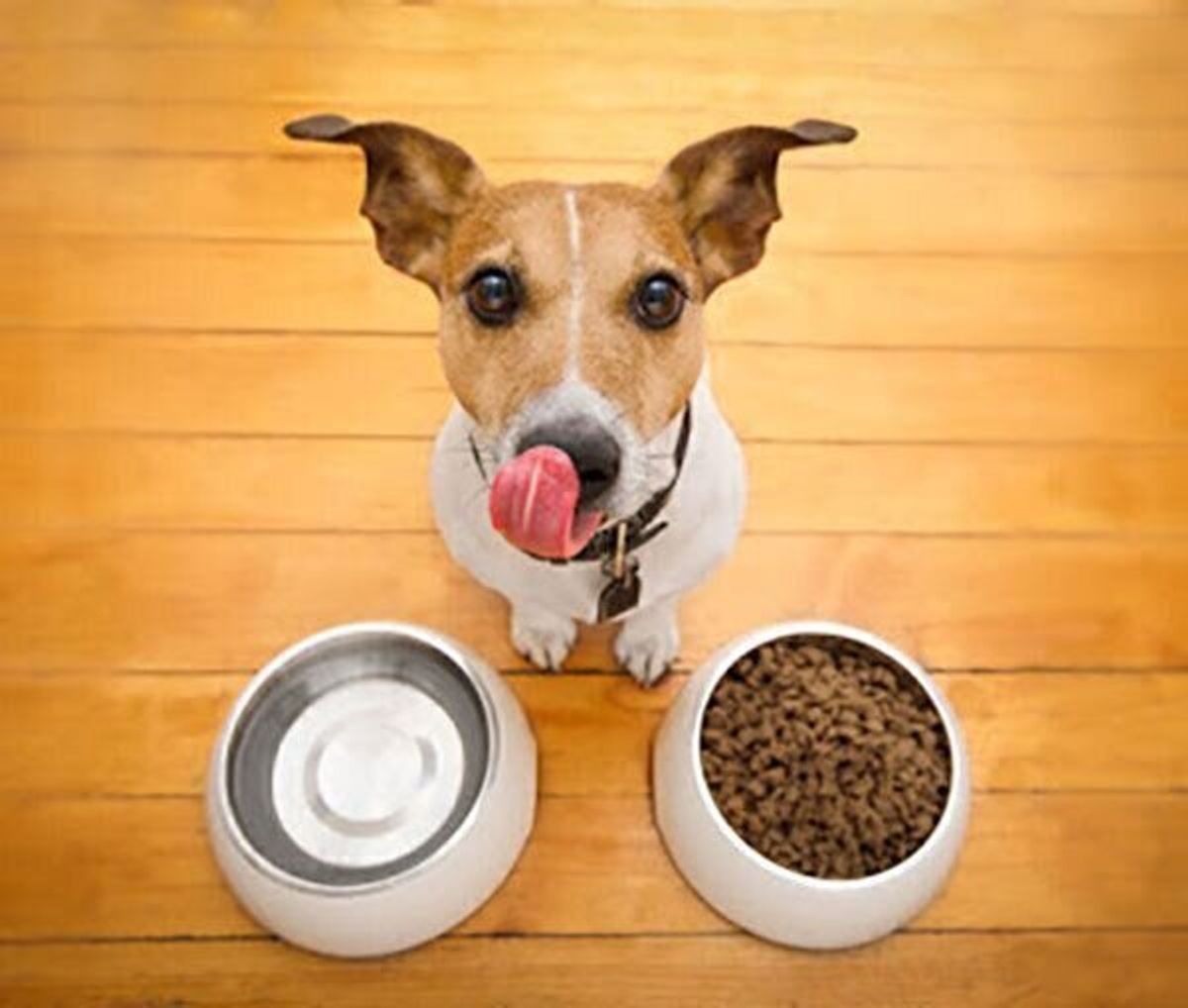 怒りっぽい犬 にしてしまう 気をつけたい飼い主さんの育て方4つ いぬのきもちweb Magazine 怒りっぽい犬 にしてしまう 気をつけたい飼い主さんの育て方4つ いぬのきもちweb Magazine