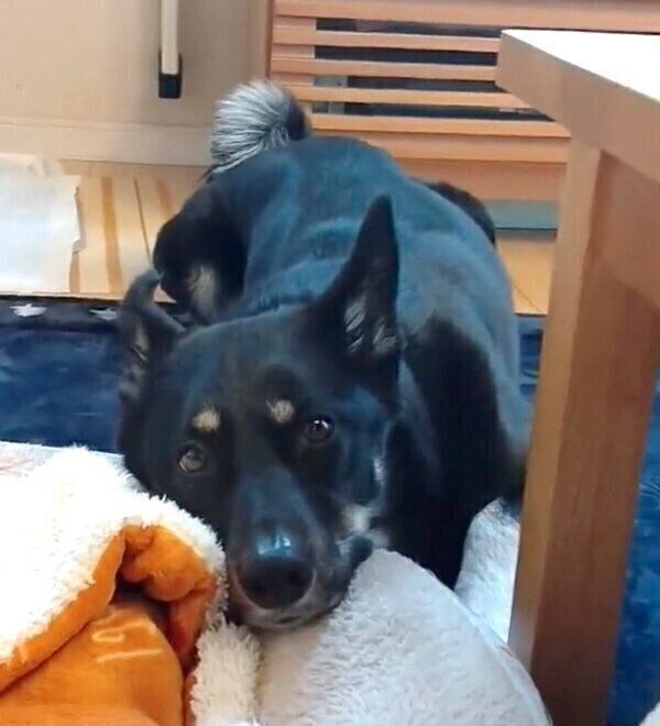 圧をかけるルアちゃん