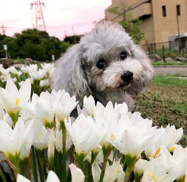 トイ・プードルのmeruちゃん