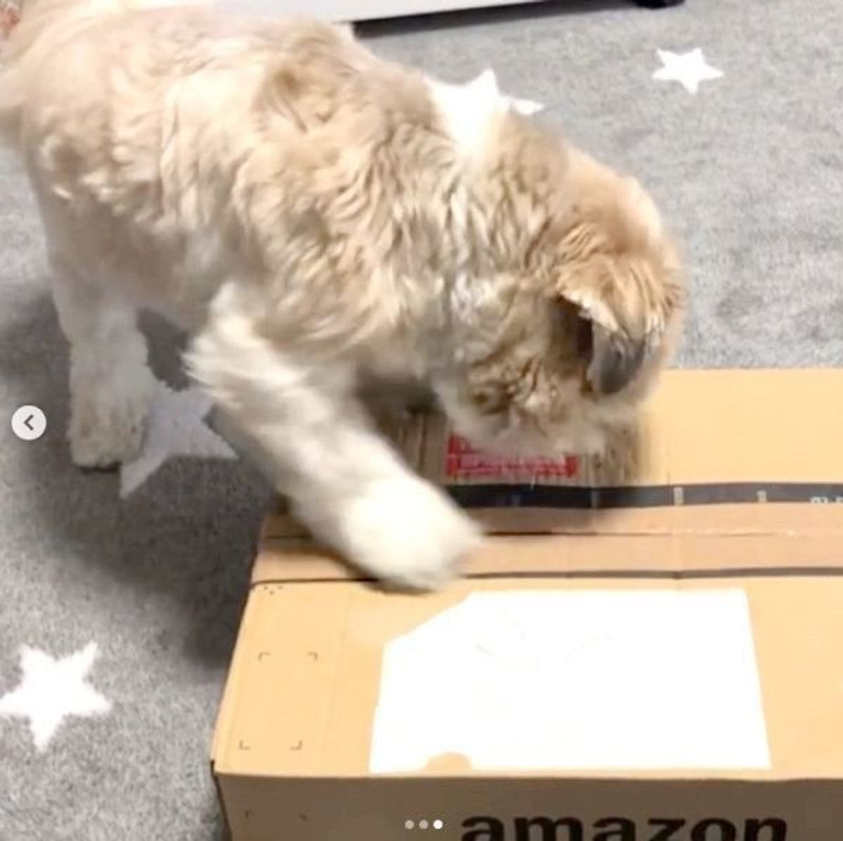 犬がソファや段ボールを激しくホリホリ そのときの犬の心理は いぬのきもちweb Magazine 犬がソファや段ボールを激しくホリホリ そのときの犬の心理は いぬのきもちweb Magazine