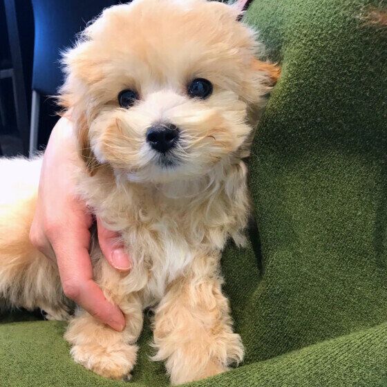 犬が愛情不足を感じると出すサインとその原因とは？ いぬのきもち