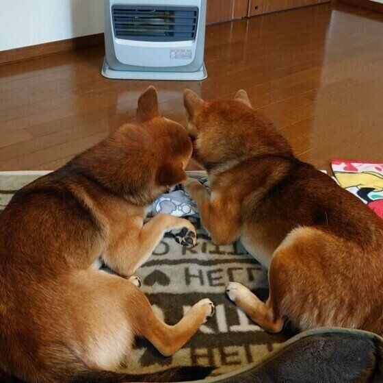ストーブの前にいる双子柴
