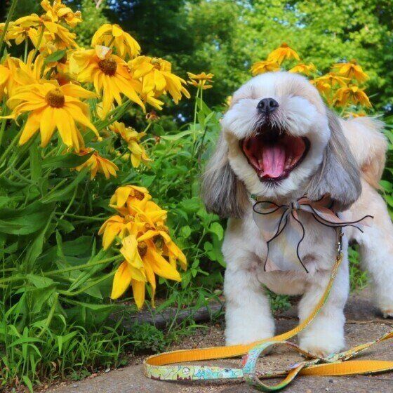 シー・ズー・ポチャッコくん・あくび