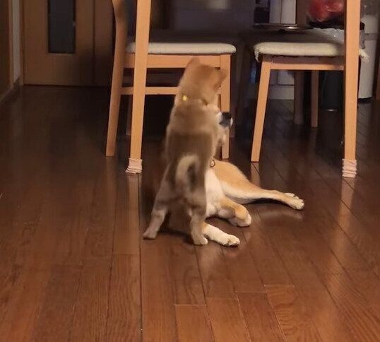 わさびくんにちょっかいを出すもずくくん