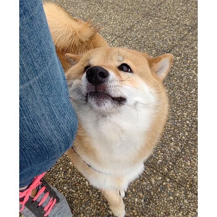 飼い主さんを見つめるオルカちゃん