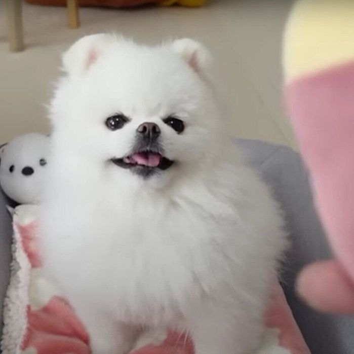 おもちゃを差し出されるマヨちゃん