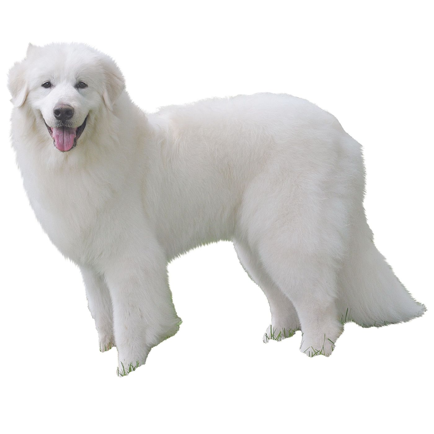シロクマ みたい な 犬