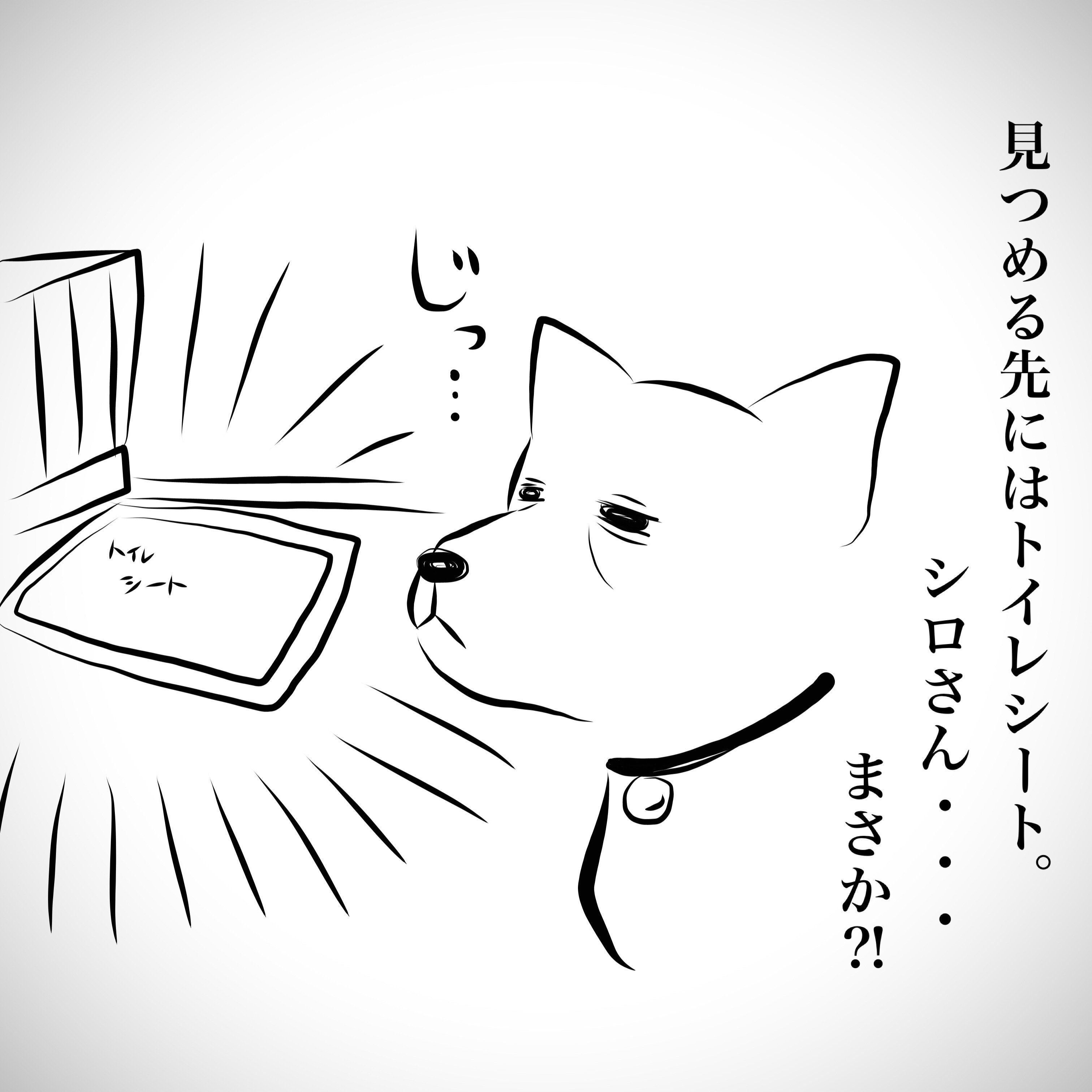 シニア犬のトイレトレーニングは 連載 おばあちゃん犬がやってきた 第21回 いぬのきもちweb Magazine