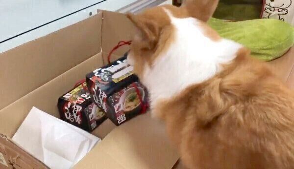 伊勢うどんを運ぶベルちゃん