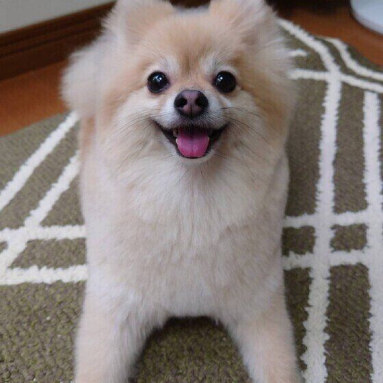 笑顔のポメラニアン