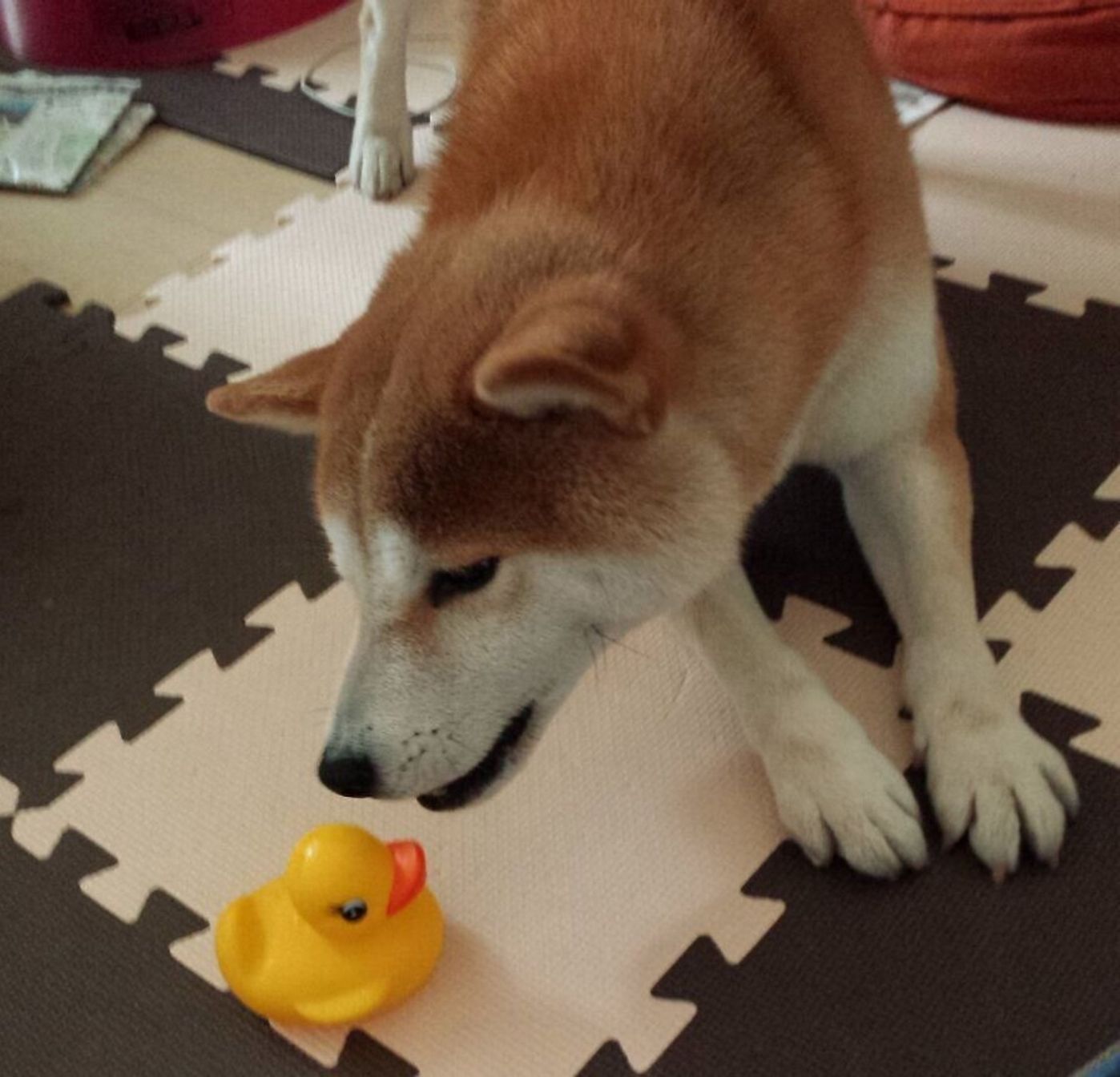 柴犬タロさんの謎すぎる行動 まさかのウケ狙い 犬もフレーメン反応するの 連載 モフモフ柴とプニプニ娘 第168話 いぬのきもちweb Magazine 柴犬タロさんの謎すぎる行動 まさかのウケ狙い 犬もフレーメン反応するの 連載 モフモフ柴とプニプニ娘 第168話 いぬのきもちweb Magazine