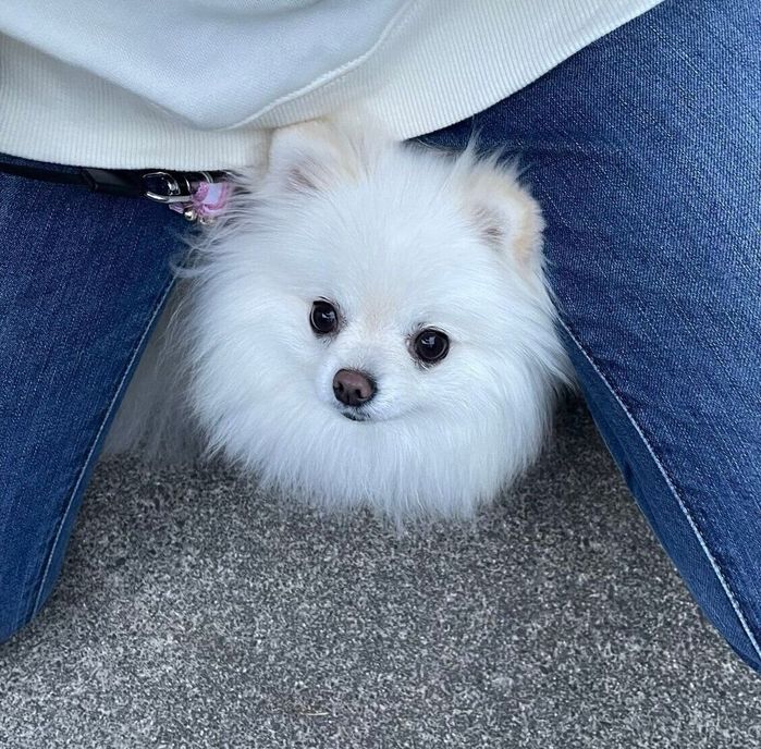 飼い主さんの股下へ逃げ込むつむぎちゃん