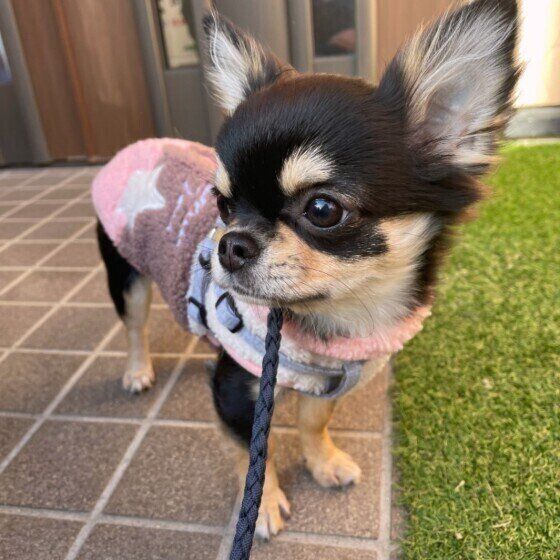 お散歩に行くチワワ