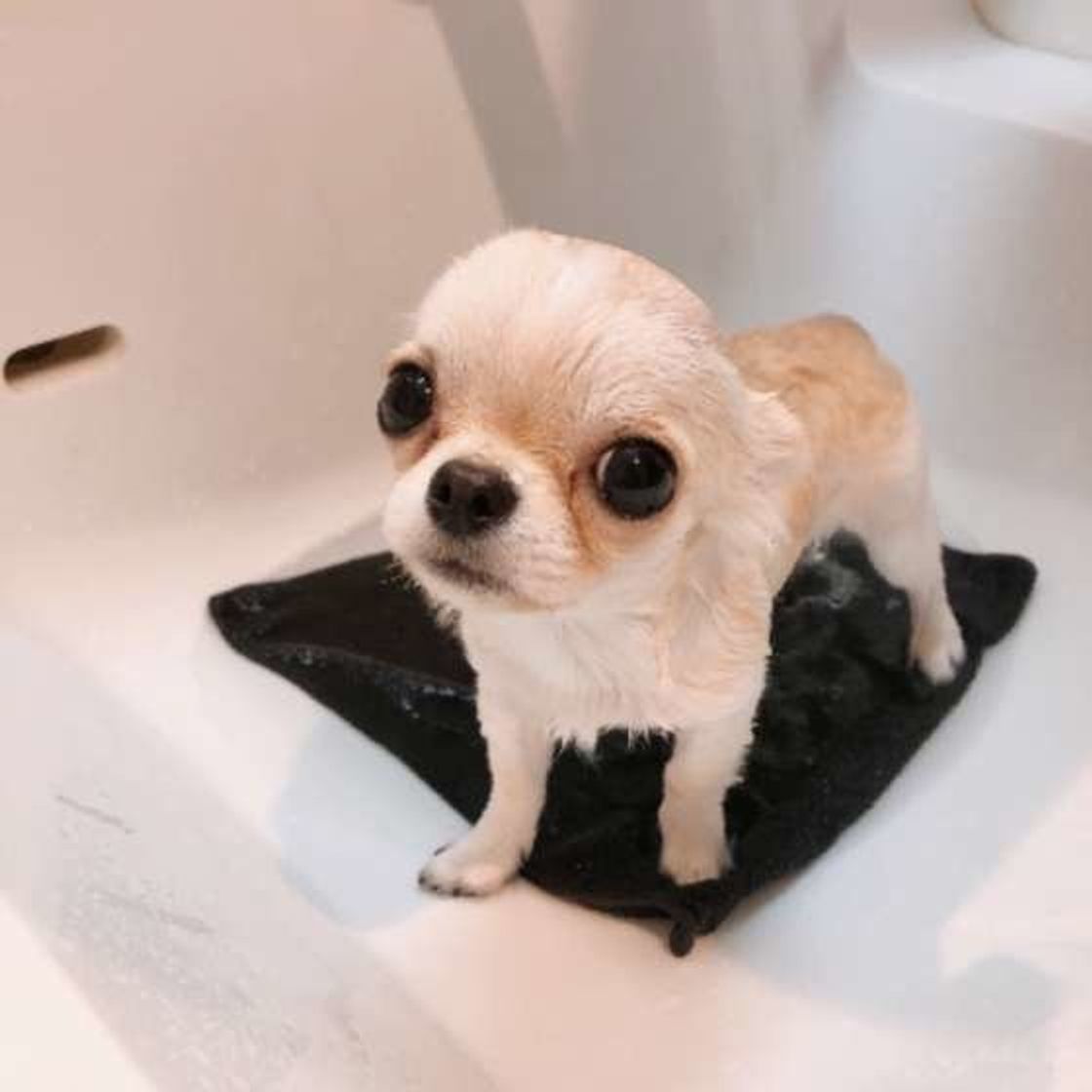 犬が嫌がらなくなる ドライヤーのコツや注意点とは いぬのきもちweb Magazine 犬が嫌がらなくなる ドライヤーのコツや注意点とは いぬのきもちweb Magazine