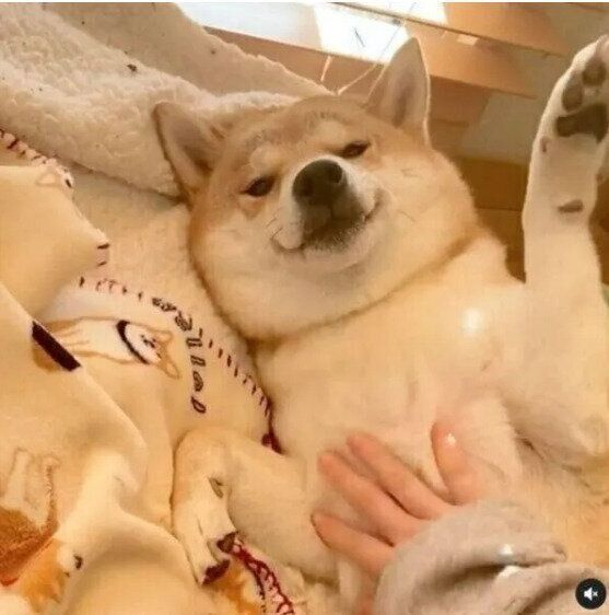 撫でられるユクちゃん