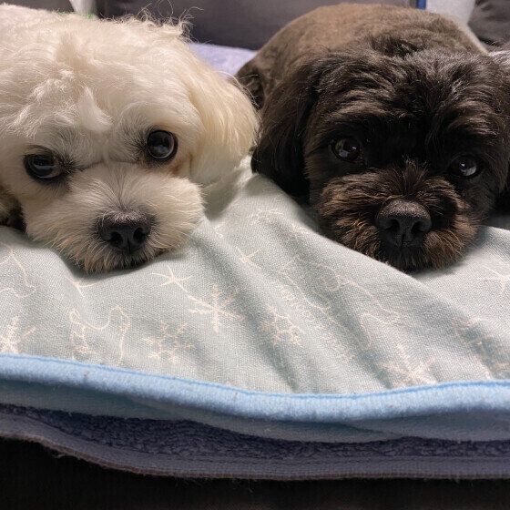 ナナミちゃん（MIX）