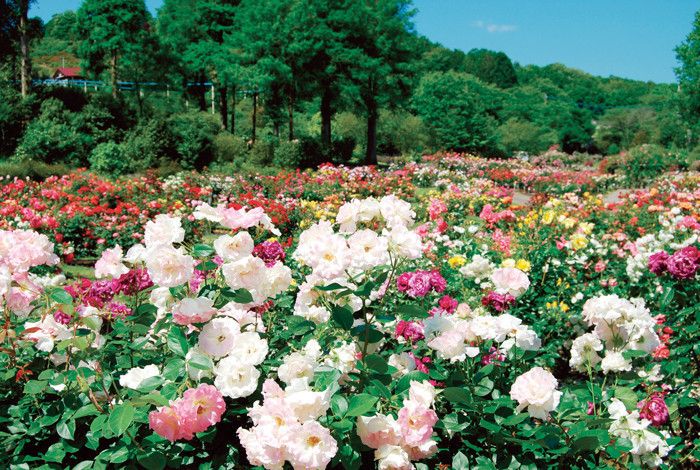 茨城県フラワーパーク