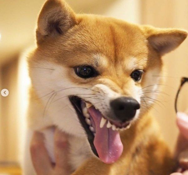 豆柴のにこちゃん