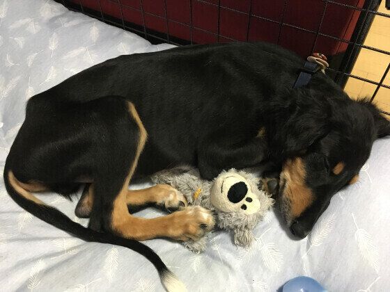 サルーキのデンバーくん