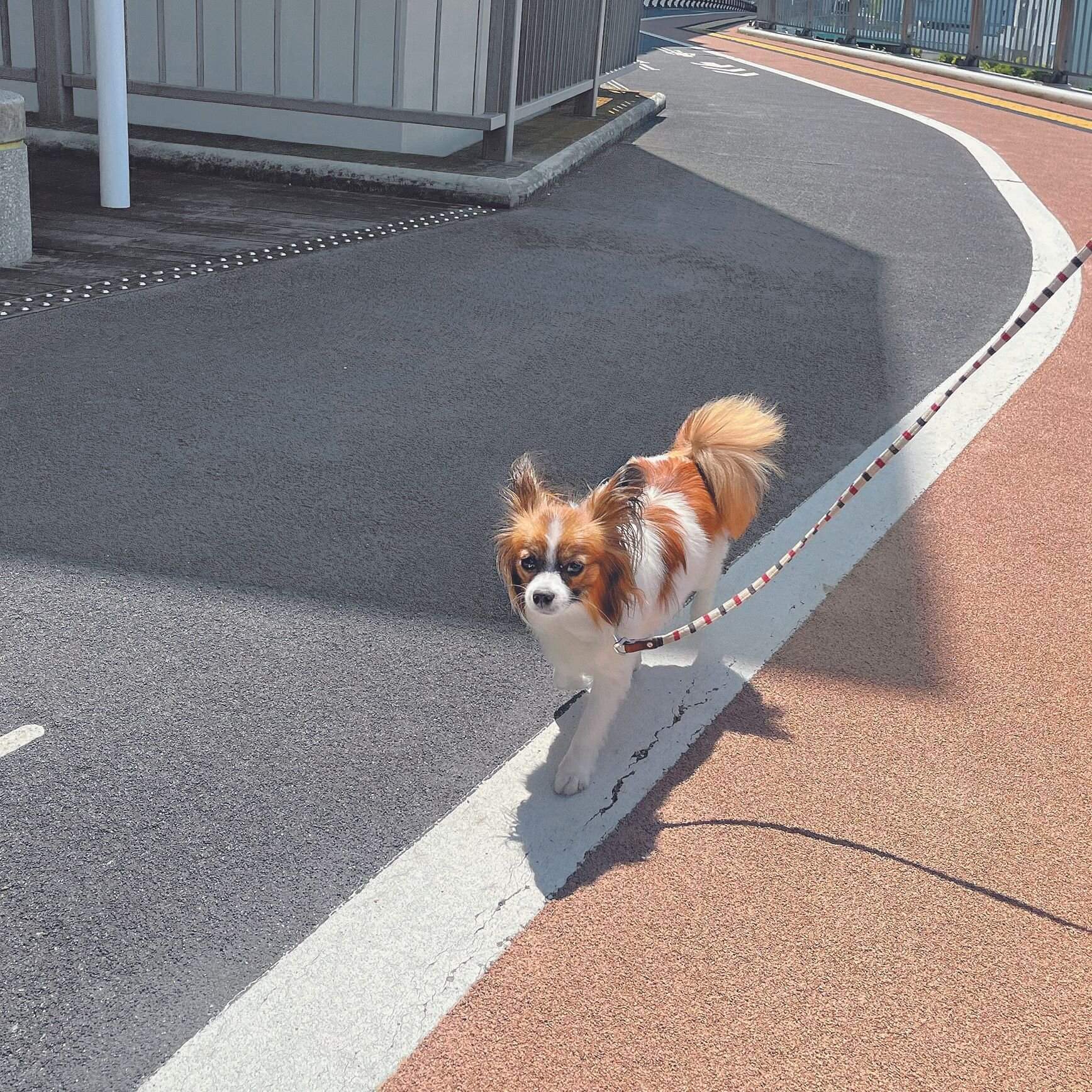 東京都 Emmaちゃん（メス・１才／3.2kg／パピヨン／陽気で好奇心旺盛）