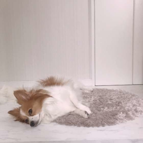 玄関で転がっているココくん