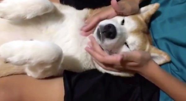 マッサージされる柴犬