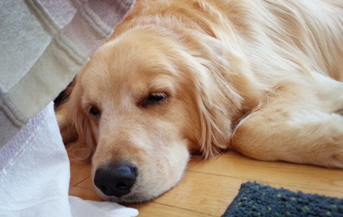 犬がお尻スリスリで前進 かわいい行動だけど 要注意のケースも いぬのきもちweb Magazine 犬がお尻スリスリで前進 かわいい行動だけど 要注意のケースも いぬのきもちweb Magazine