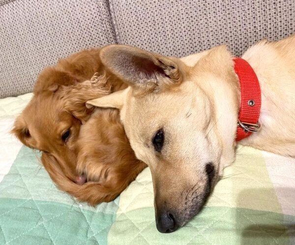 寄り添うりくちゃん、らむちゃん