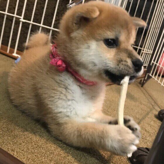 歯磨きガムを食べる柴犬