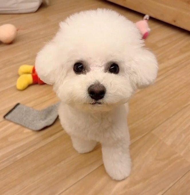 別の日の様子　きゅるんとした瞳で飼い主さんを見つめるアポちゃん