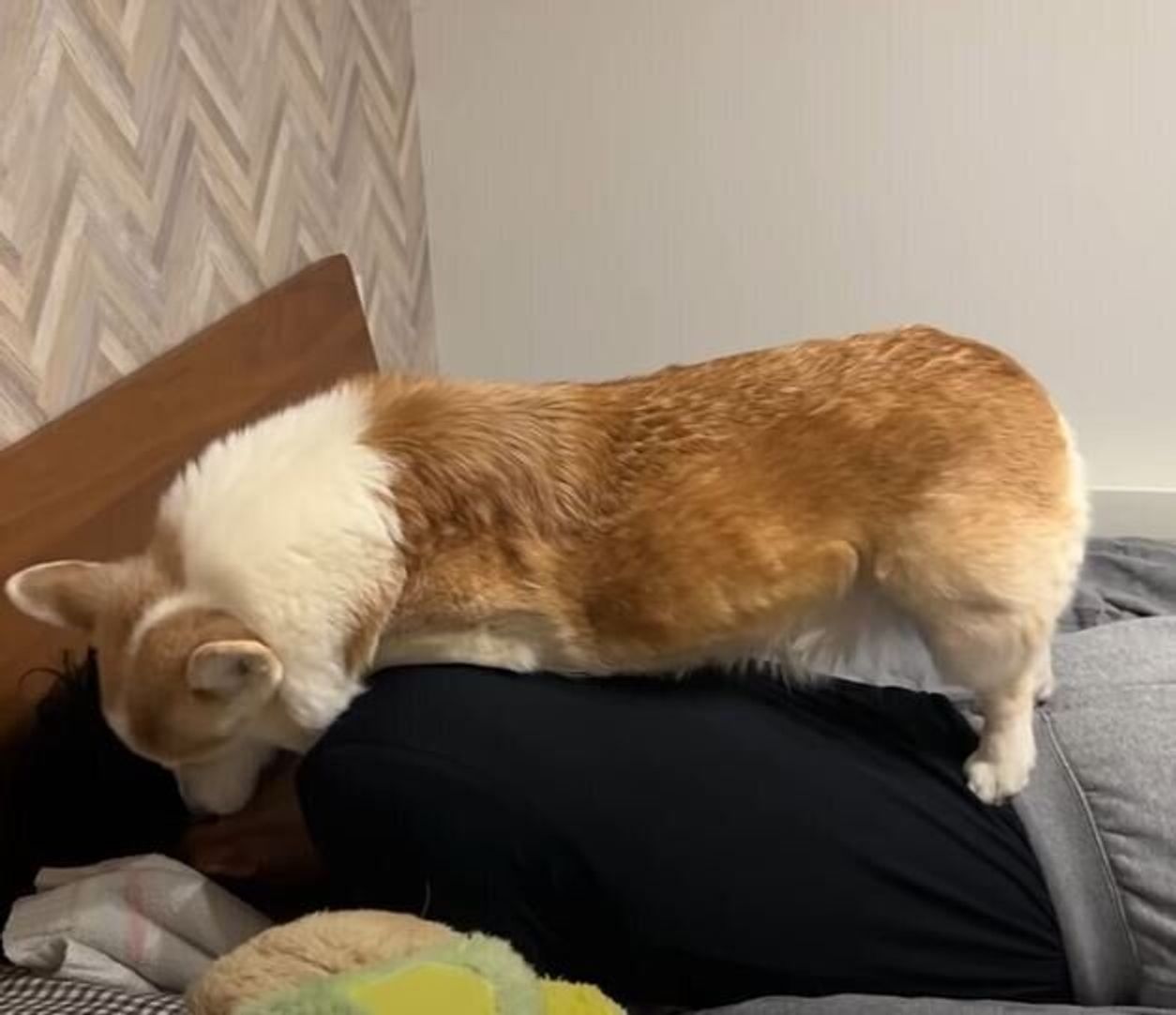 これぞ幸せの重み コーギー犬の 体重 による指圧マッサージが羨ましすぎる いぬのきもちweb Magazine これぞ幸せの重み コーギー犬の 体重 による指圧マッサージが羨ましすぎる いぬのきもちweb Magazine