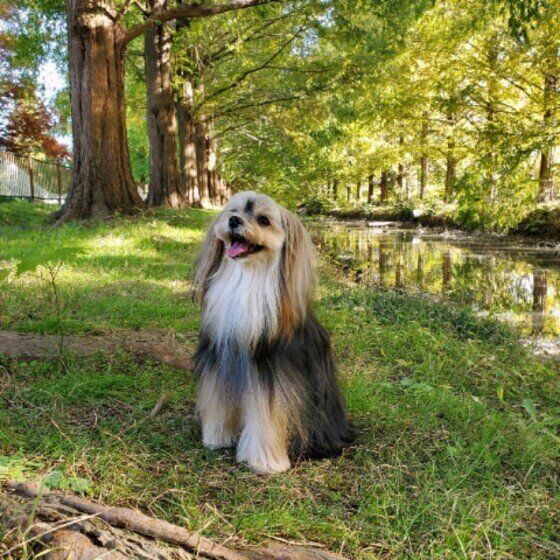 自然の中のヨークシャー・テリア