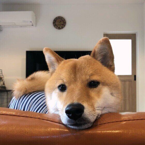 背もたれにあごのせする柴