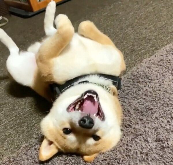 クネクネする豆千代くん