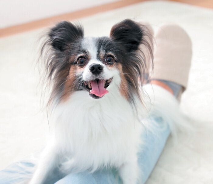 シニア犬に大事な3つのこと