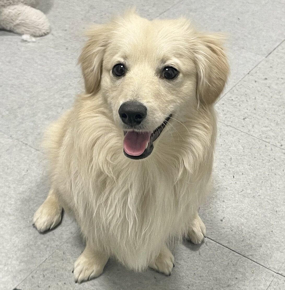 いつの間にかお風呂好きになった犬 「お風呂が沸きました」を笑顔で