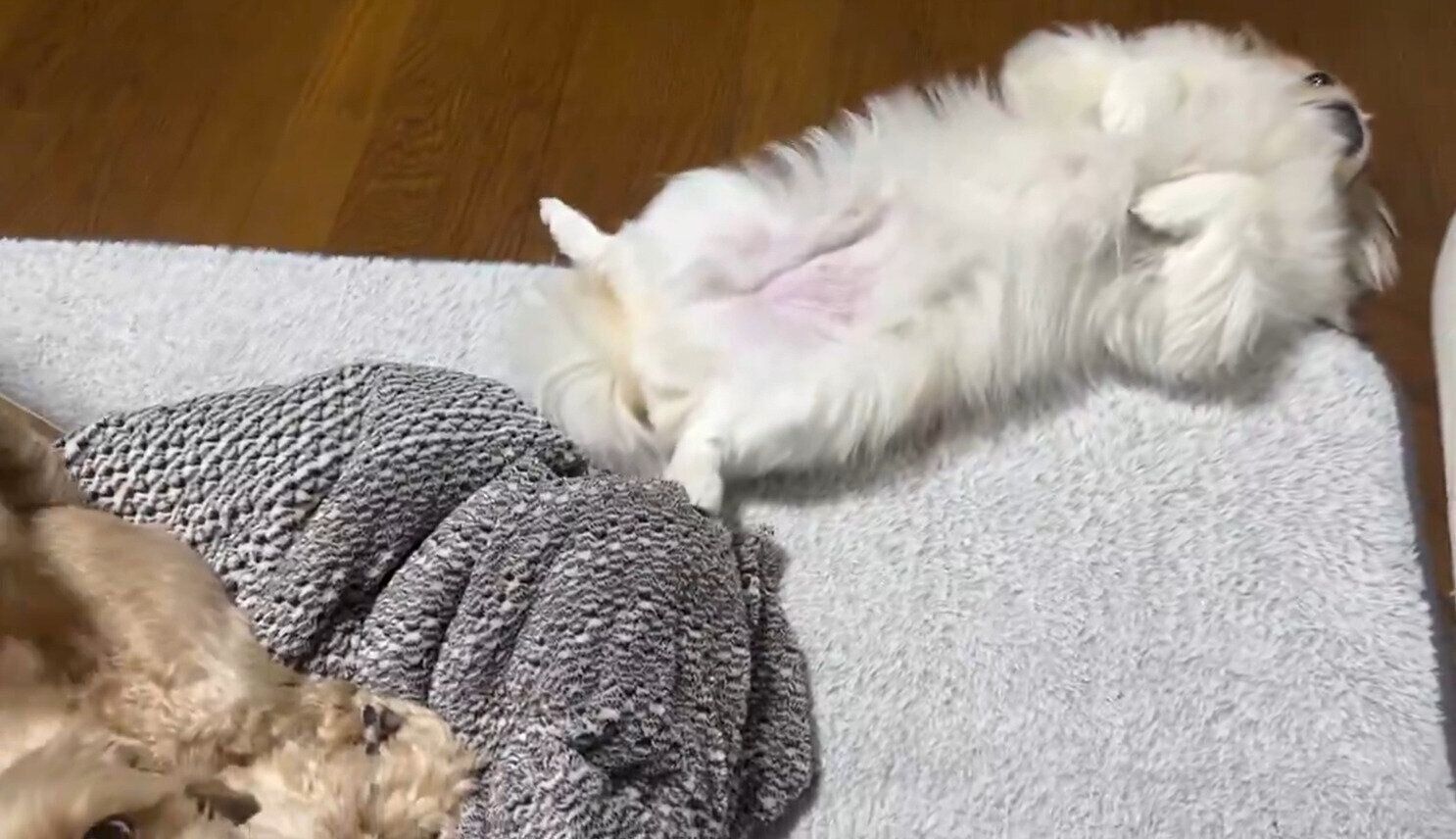 おなかを見せるみろくん