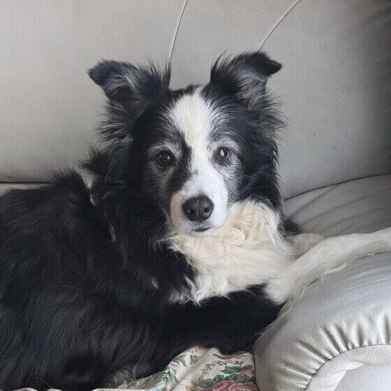 犬の長生きのために必要なこと 愛犬のためにサポートできることは？ いぬのきもち