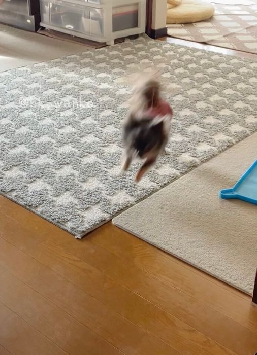 室内を走るチワワ