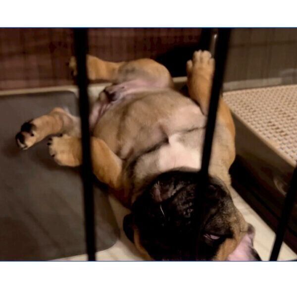 ケージの中でヘソ天寝をするシャルルくん