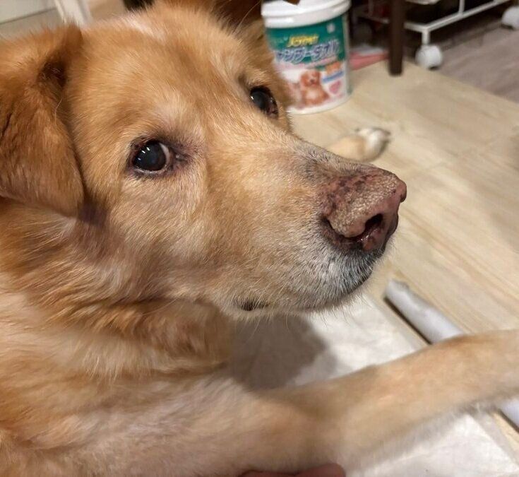 ラップの芯で遊ぶファーちゃん