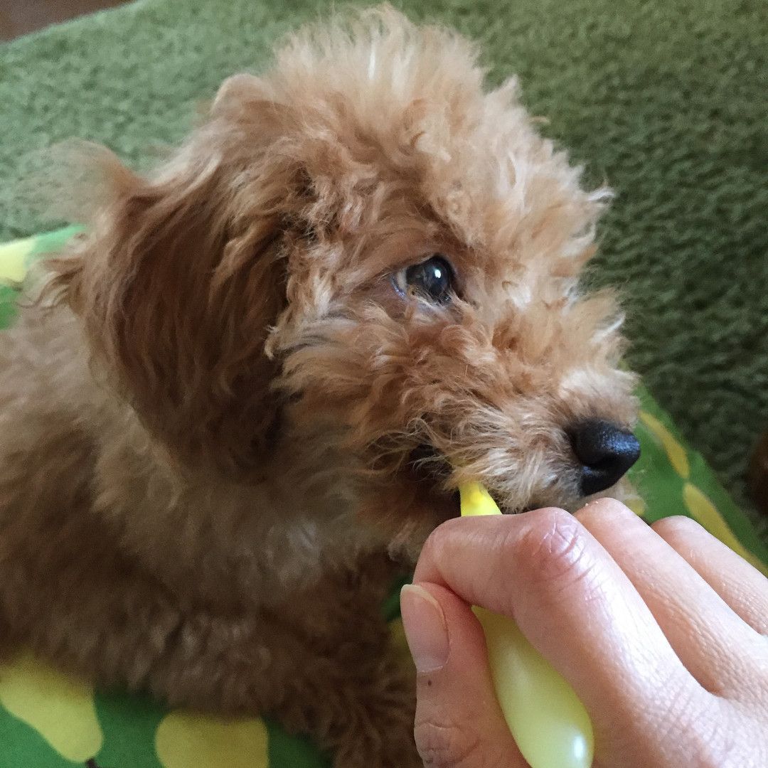 犬用グッズも工夫次第 経済的 エコな代用品アイディアをご紹介 いぬのきもちweb Magazine