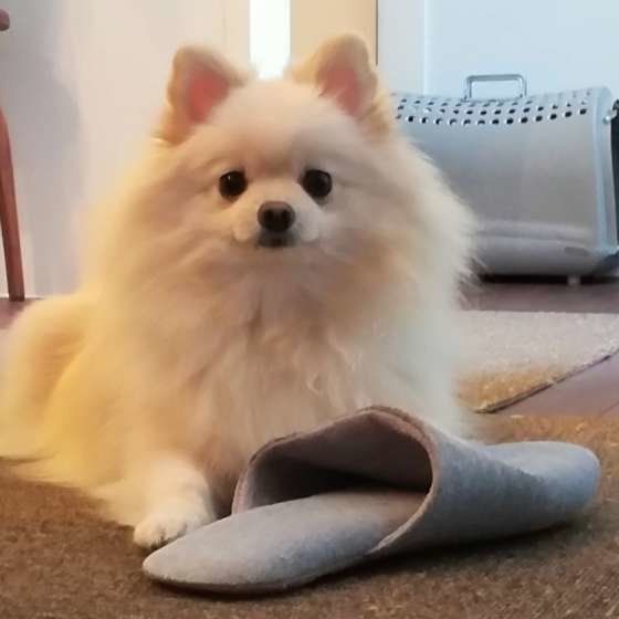 見つめるポメラニアン