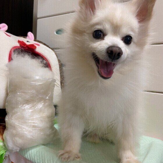 換毛期中の小型Mix犬