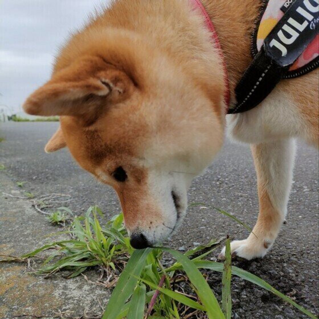 意外な気持ちのアピールも 犬が床のニオイをかぐ理由 いぬのきもちweb Magazine 意外な気持ちのアピールも 犬が床のニオイをかぐ理由 いぬのきもちweb Magazine