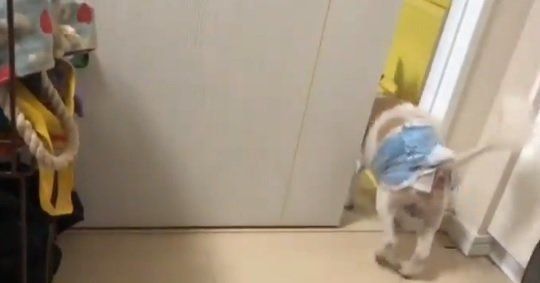 見回りを終えたチワワ