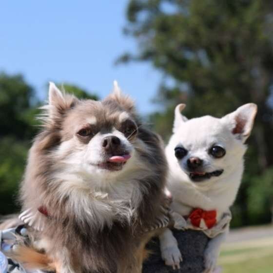 ビビくん  チワワ